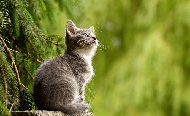 猫に線香は有毒 高齢や体調が悪い猫ちゃんは注意 中年男 馬山のブログ