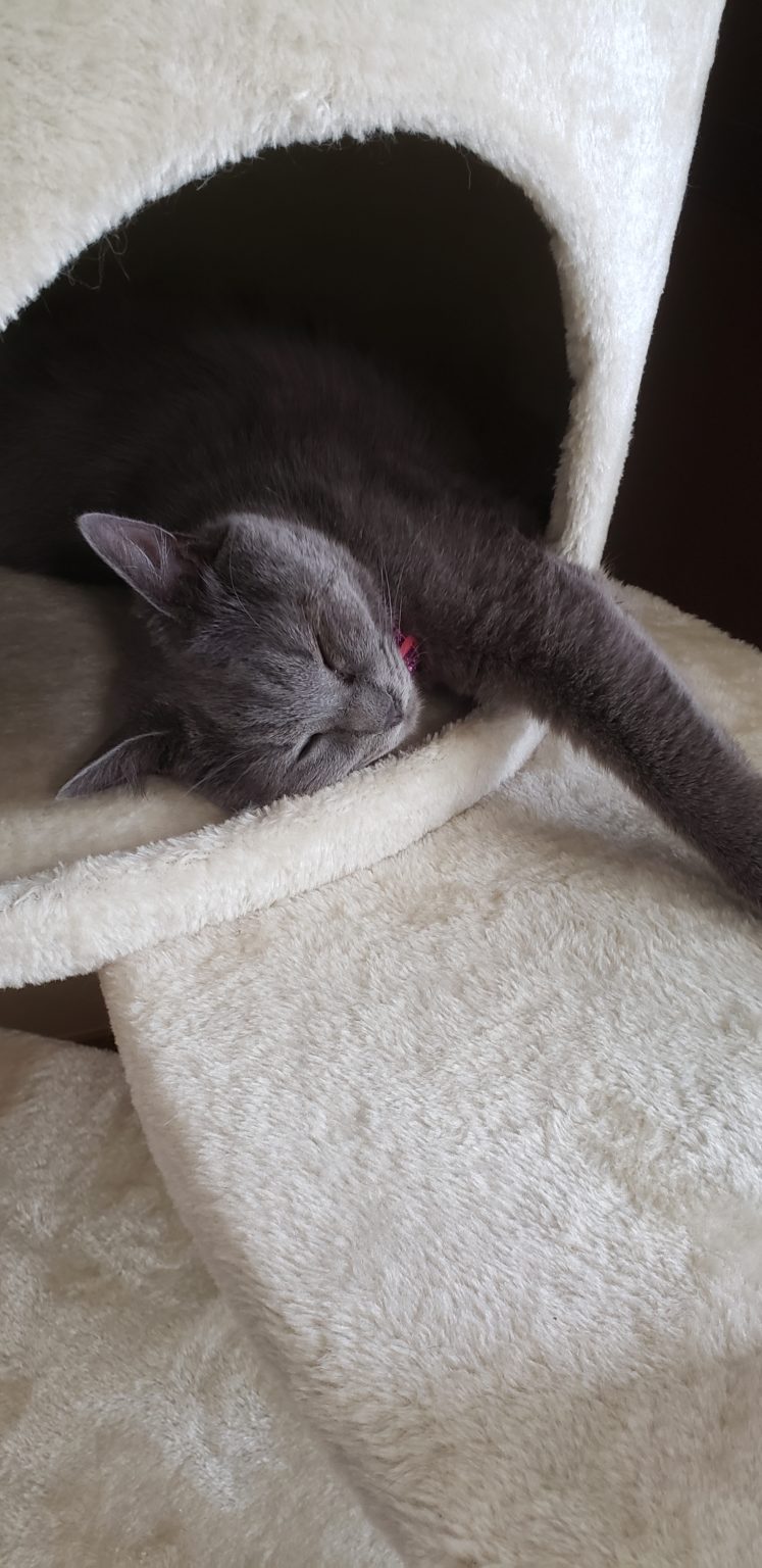 シャルトリュー: 猫の品種プロフィール、特徴、飼い方